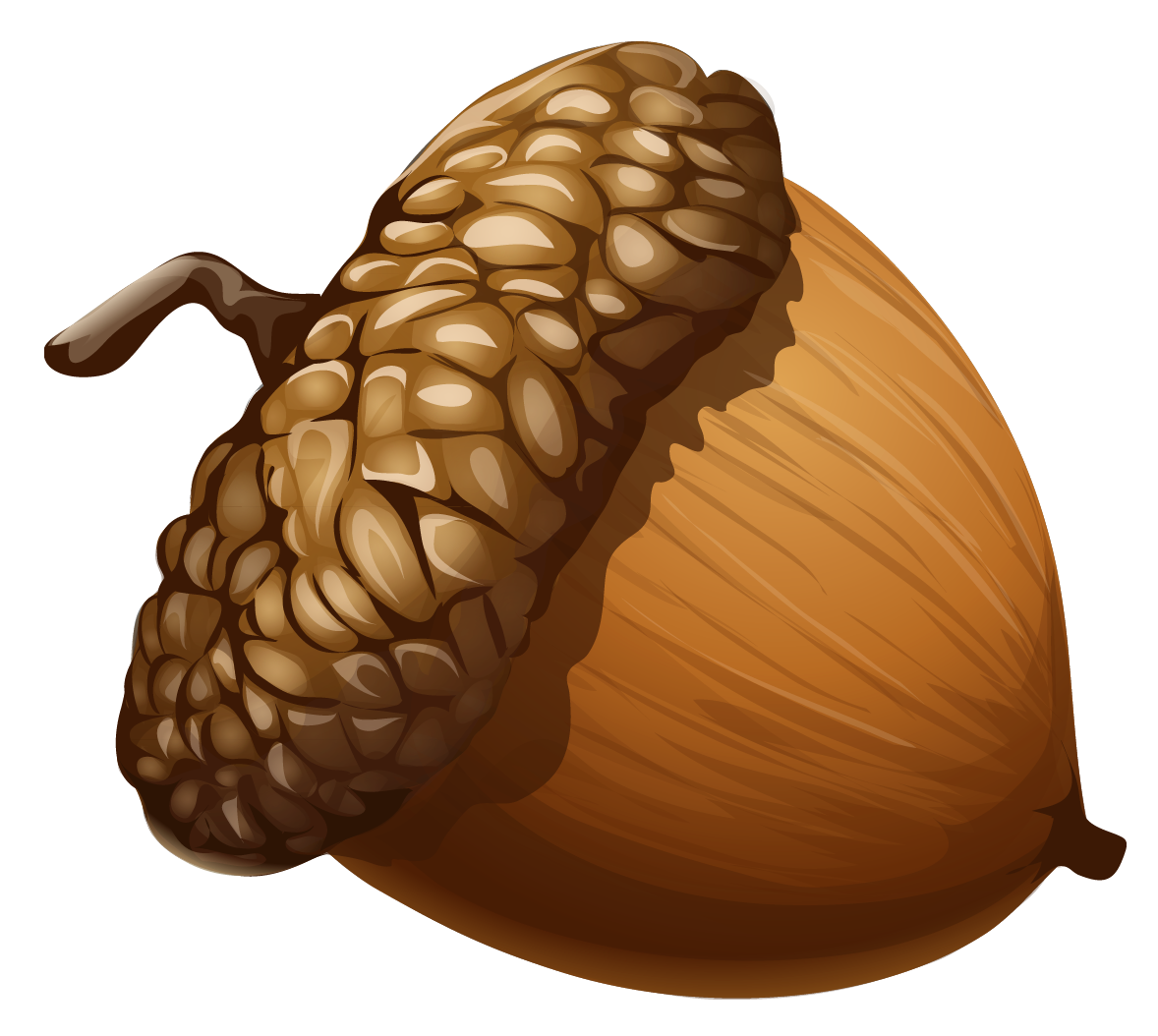 Acorn