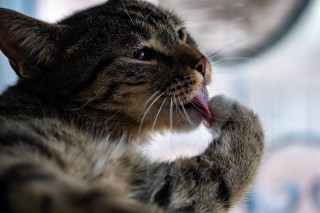 cat washing