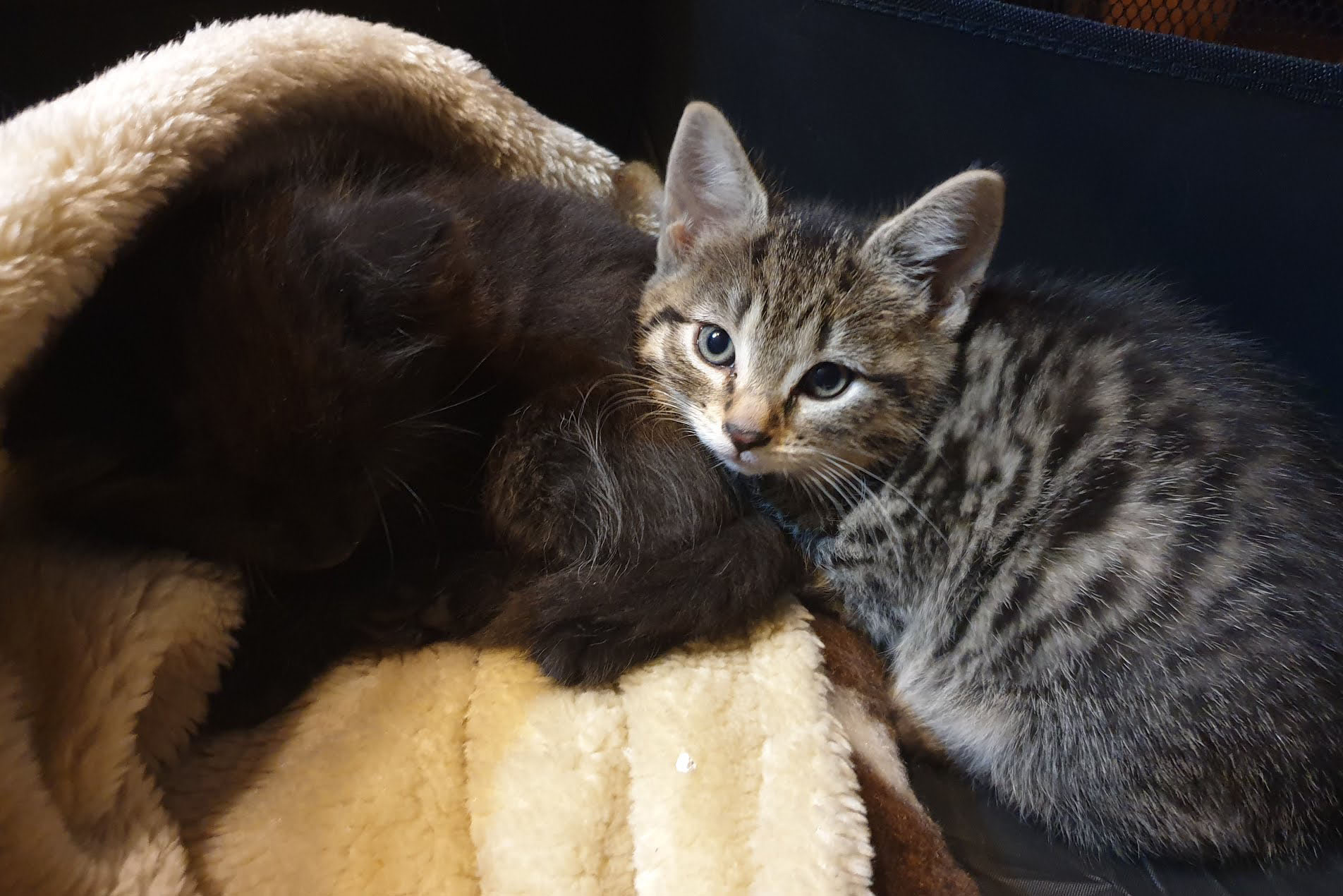 Bear and Spot