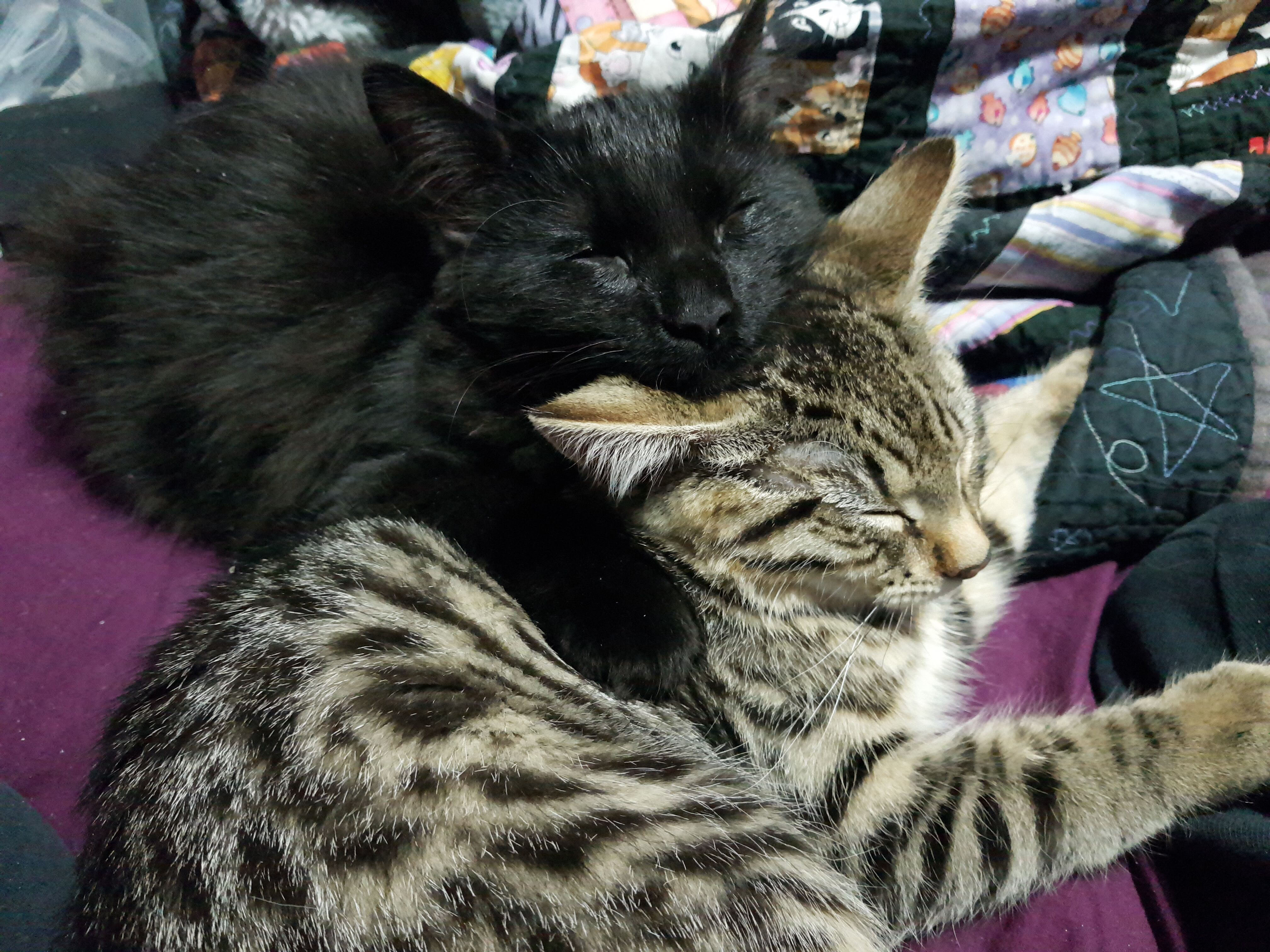 Bear and Spot