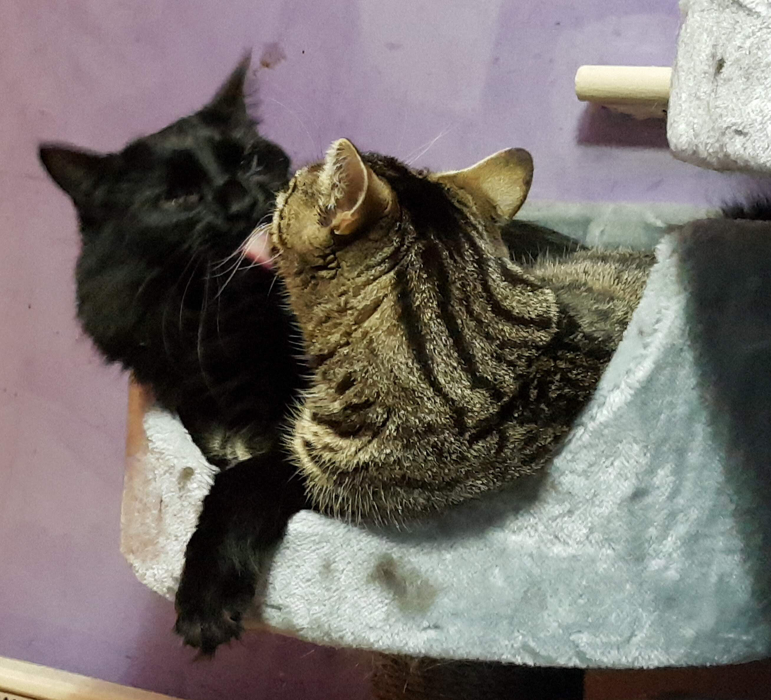 Bear and Spot