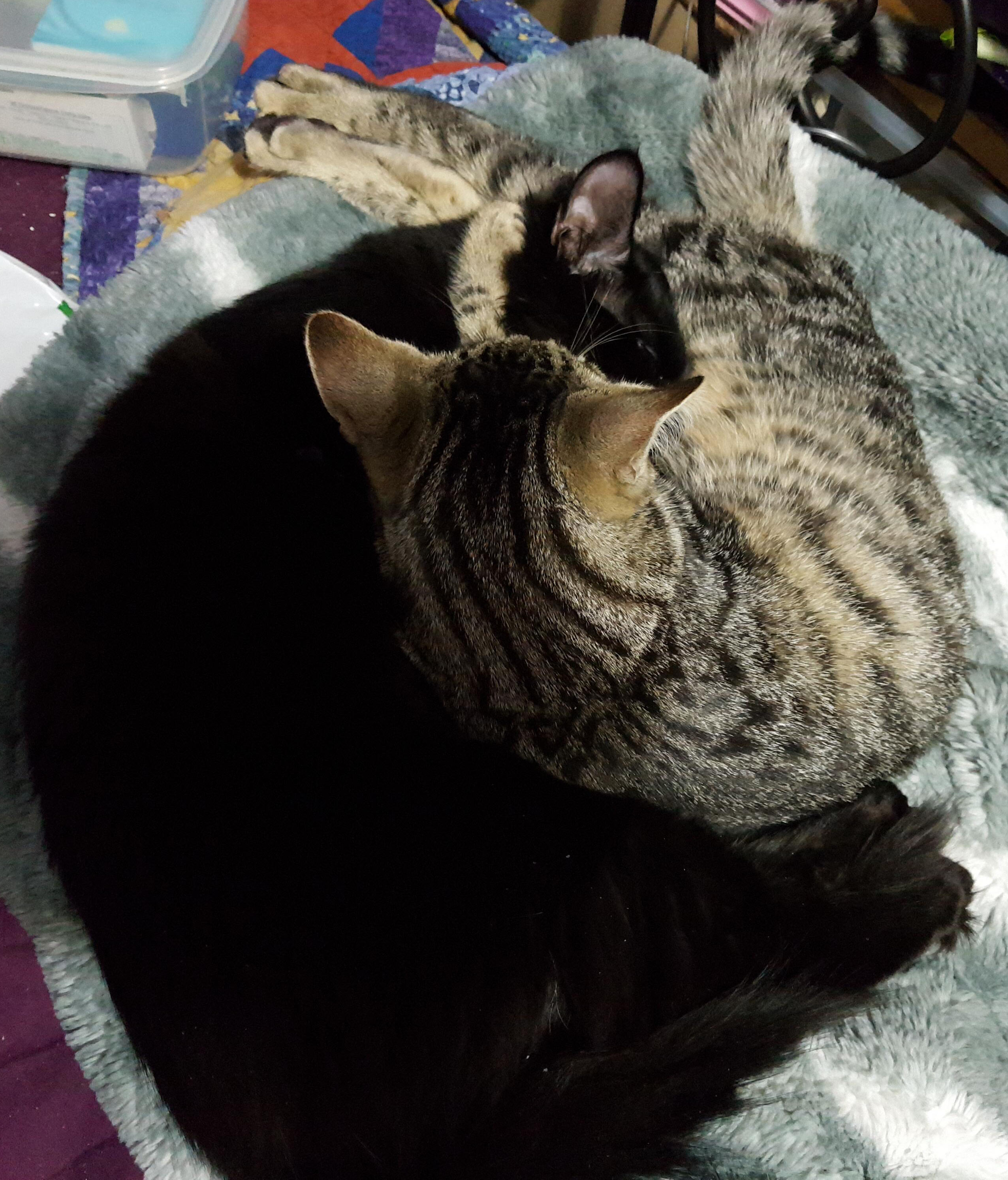 Bear and Spot