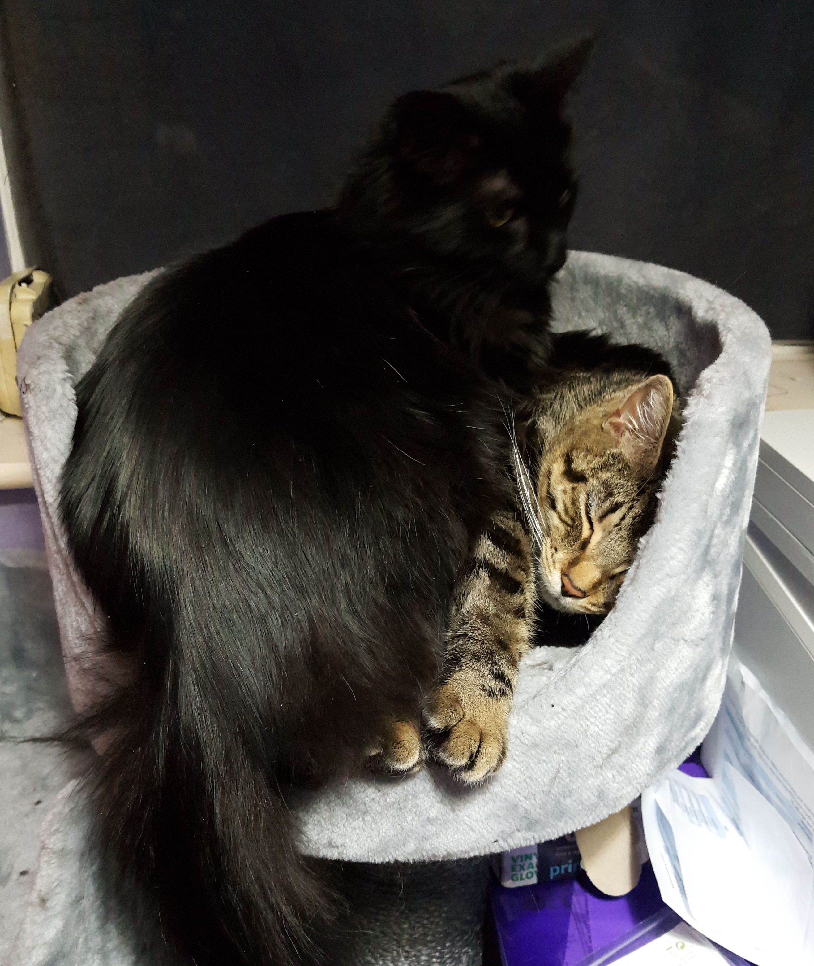 Bear and Spot