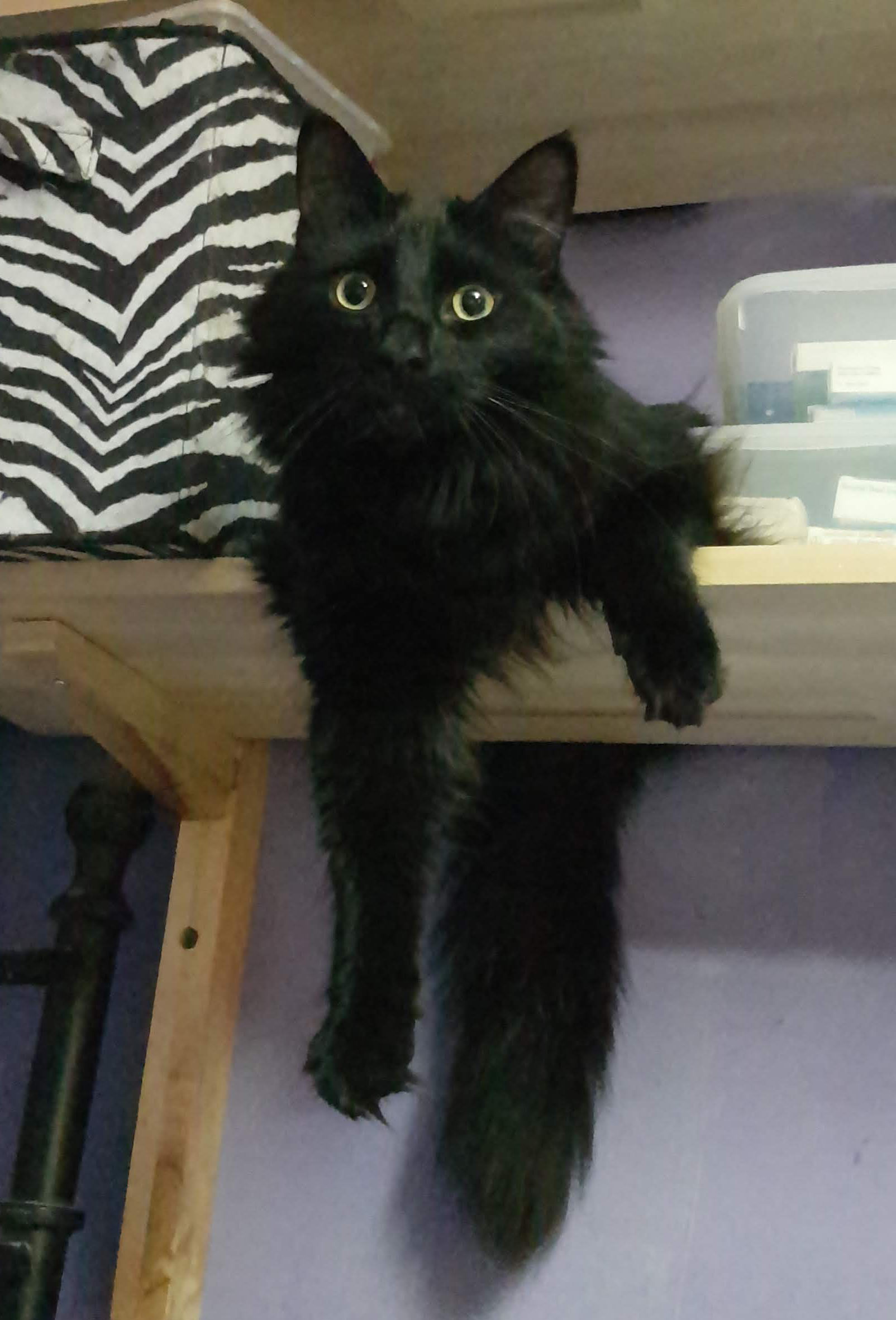 Bear