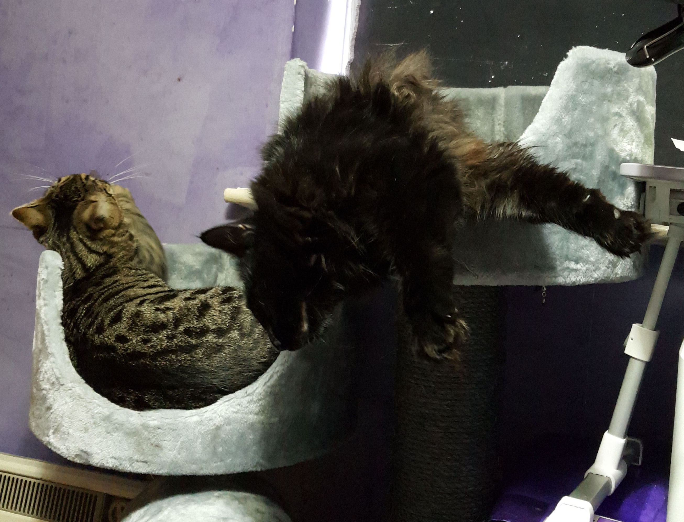 Bear and Spot