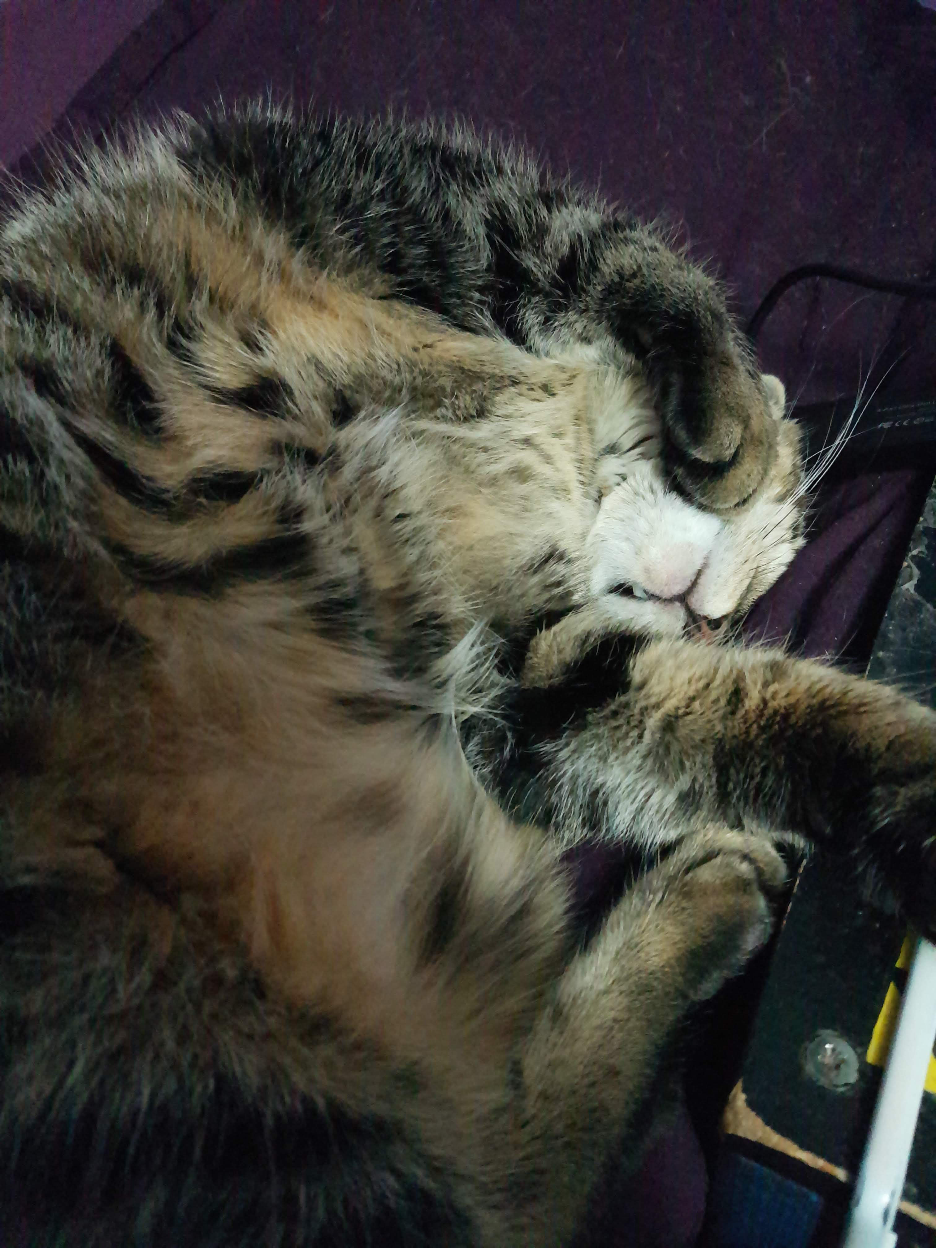 Spot