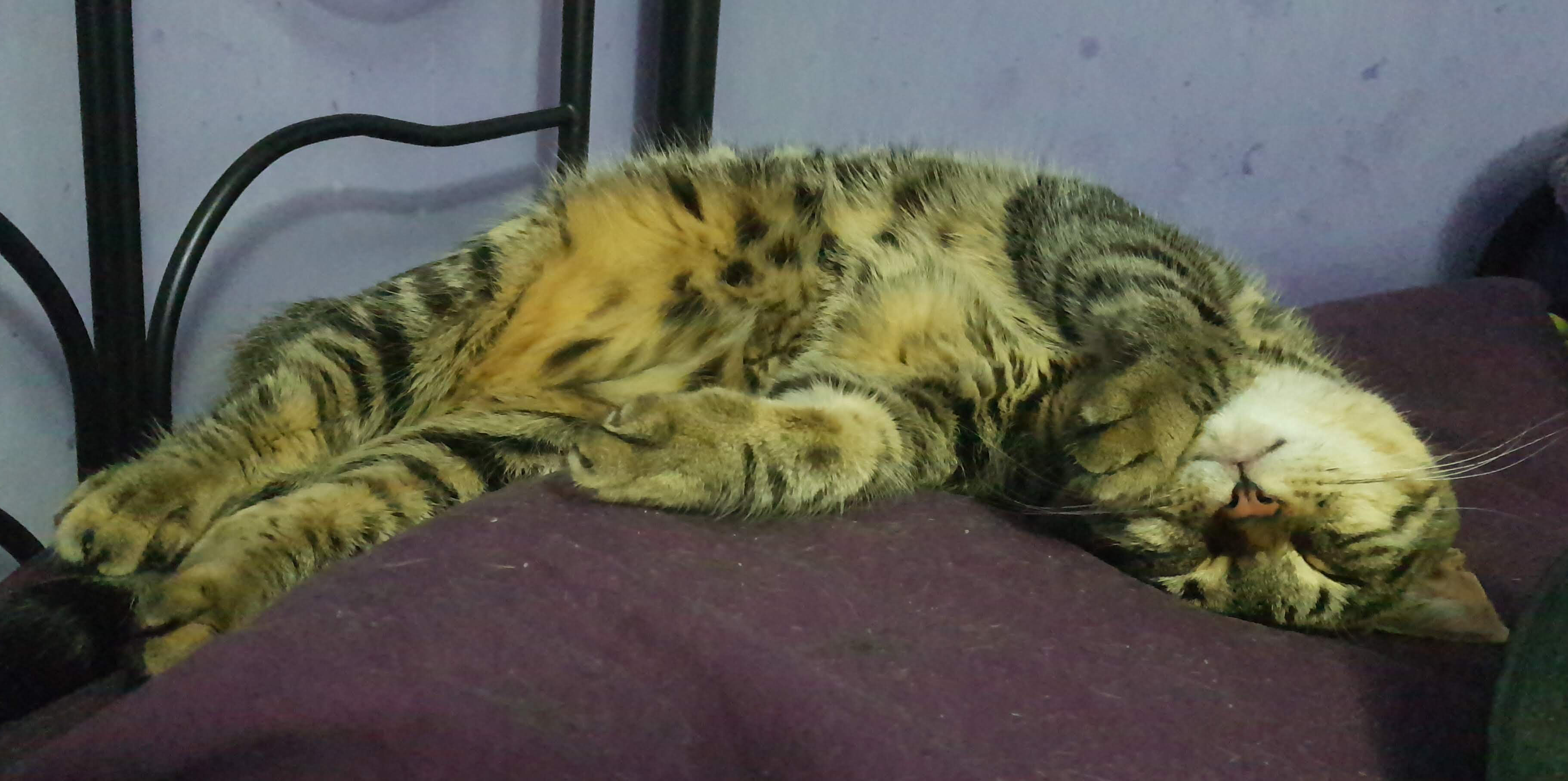 Spot