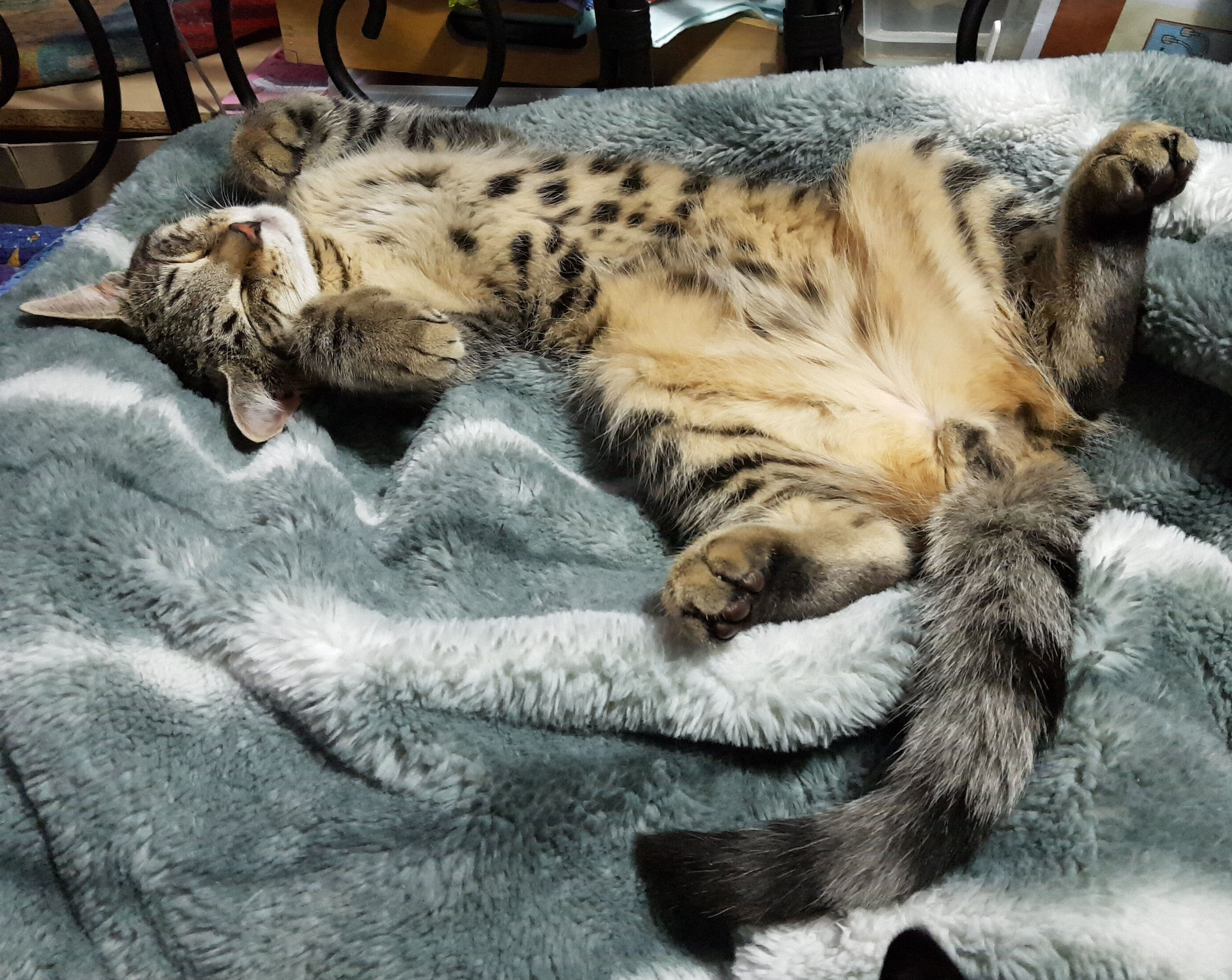 Spot